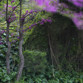 Bosques y árboles singulares